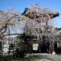 Photos: 西光寺のしだれ桜１