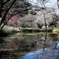 西光寺の池の桜風景