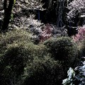 西光寺の桜風景