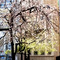 東京　街に咲く桜