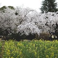 所沢航空公園の桜1