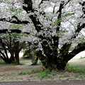 清楚に咲いている桜の幹