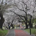 所沢航空公園の桜３