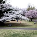 所沢航空公園の桜４