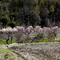 発知の桜咲く長閑な春景色