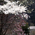 Photos: 桜とモクレン