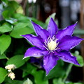 紫のクレマチス咲く