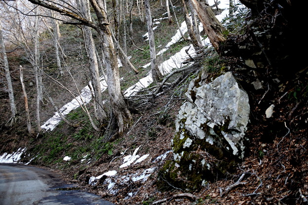 Photos: 岩と残雪の林