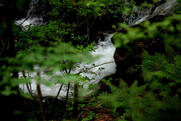 Photos: 小倉の滝への滝風景