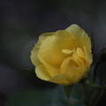 Photos: 開き始めの黄色薔薇