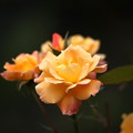 Photos: 黄色い薔薇