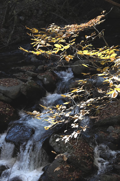 Photos: 紅葉と渓流の徳和渓谷