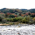 吾妻川の紅葉