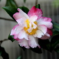 山茶花のピンク系の花