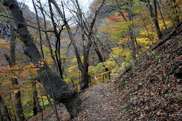 Photos: 紅葉を楽しむ　散策道の吾妻渓谷
