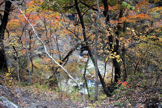 Photos: 吾妻渓谷の沢を見ながらの紅葉風景