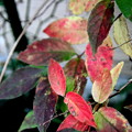 空木の紅葉の色彩