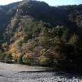 大井川の紅葉５