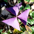 Photos: 正三角形の紫の葉