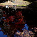 モミジの反映と落葉の池