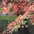 鮮やかな色彩の紅葉