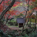 薬師池公園の紅葉景色
