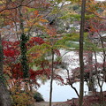丘の上からの薬師池の紅葉