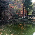 薬師池の紅葉