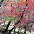 薬師池公園内の紅葉５