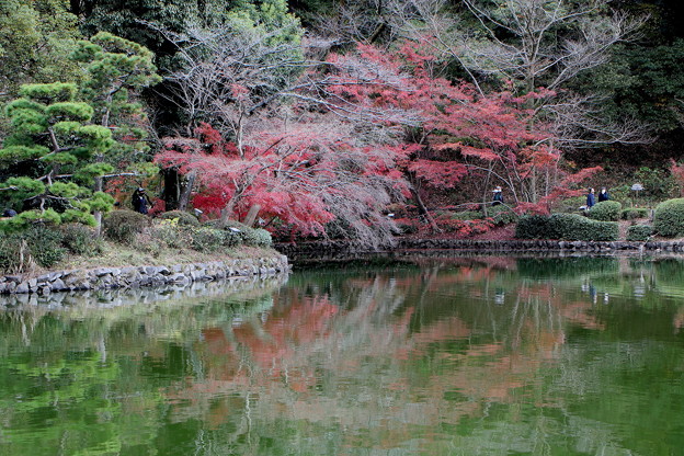 Photos: 紅葉と松での薬師池