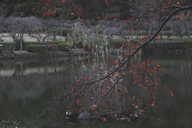 紅葉とススキの風景