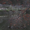 Photos: 紅葉とススキの風景