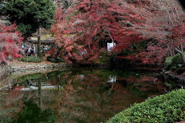 Photos: 秋を満喫の薬師池