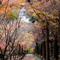 紅葉する平林寺風景