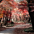 モミジの紅葉の世界　平林寺