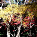 平林寺の紅葉色彩