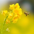 Photos: 菜の花とミツバチ (1)