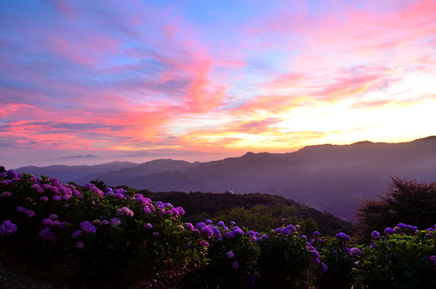 Photos: 美の山公園の紫陽花と朝焼け