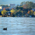 秋の河口湖を泳ぐ鴨