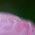 Photos: 椿の花弁