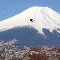 富士山麓ツバメ飛ぶ