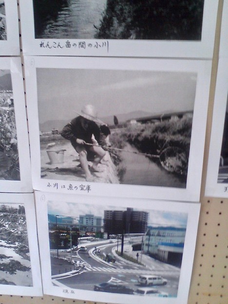 しののめ れんこんまつり 写真の展示 広島市南区東雲本町2丁目 東雲本町公園 2010年8月22日
