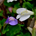 Photos: 白と紫