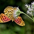 Photos: 蝶が集う花