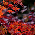 Photos: 秋の夕日に～～♪