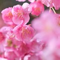 Photos: 春爛漫