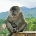 Photos: とかくにこの世は住みにくい～インドネシア Wild monkey　　　　　　　☆我思う　故に我あり　夏木蔭