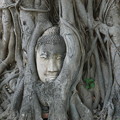精霊の宿る樹～タイ Buddha head in tree roots