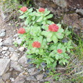 夏登山　赤岳の動植物9　イワベンケイ