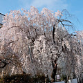 札幌にあった！枝垂れ桜
